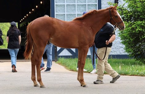 Puca's 2024 Good Magic Yearling Colt Nicknamed "Preaky"