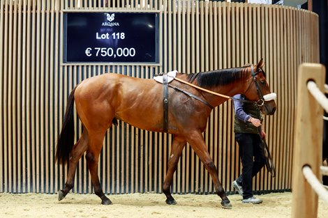 2025 Arqana Breeze Up Sale, Lot 118<br>
Arqana, Deauville, 10/05/2025, photo: Zuzanna Lupa