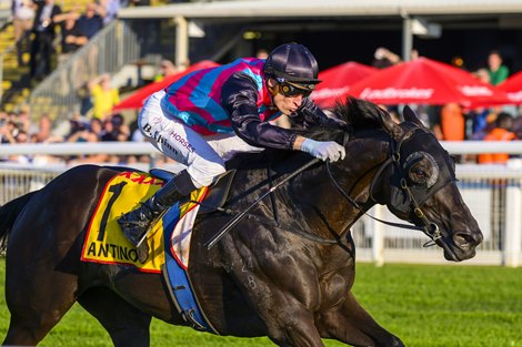 Antino, ridden by Blake Shinn, wins the 2025 Doomben Cup at Doomben Racecourse
