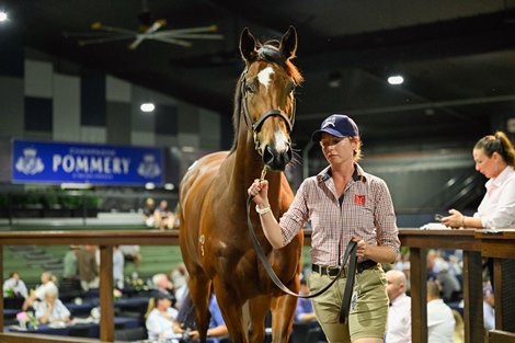 2025 Magic Millions Gold Coast National Broodmare Sale, Lot 563<br>
Lady Laguna