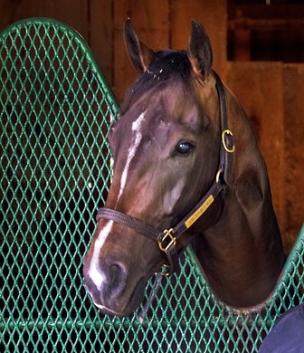 Kentucky Derby 151 winner Sovereignty arrived this morning May 8, 2025 with trainer Bill Mott leading him to the barn at the Oklahoma Training Center in Saratoga Springs, N.Y. to begin training for the Belmont Stakes in June.   Photo by Skip Dickstein