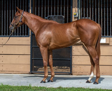 2025 OBS June, Hip 412<br>
Elenique (Leinster - Cape Trios)
