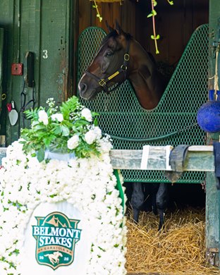 Sovereignty in his stall and by his Belmont blanket of carnations at the Bill Mott barn on the morning after his Belmont Stakes (G1) win at Saratoga Race Course on June 8, 2025.