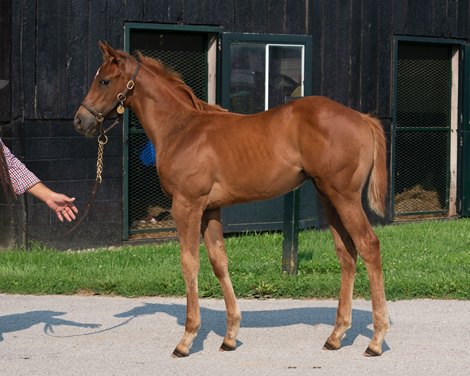 Two-Time Royal Ascot winner Crimson Advocate as a foal
