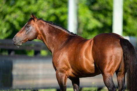 Snitzel at Arrowfield Stud