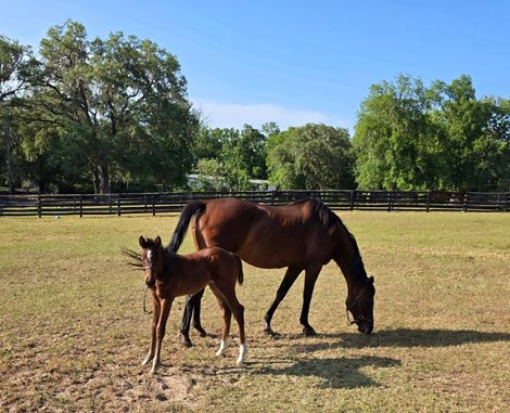 Hardcore Candy with her 2025 Girvin filly at Rosegrove Farm