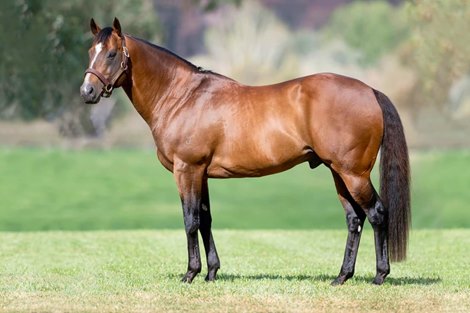 Snitzel at Arrowfield Stud