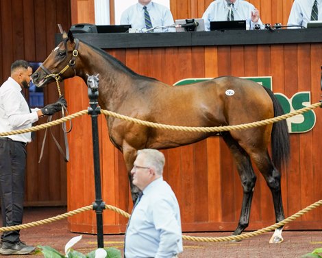 Hip 35, 2025 OBS June Sale