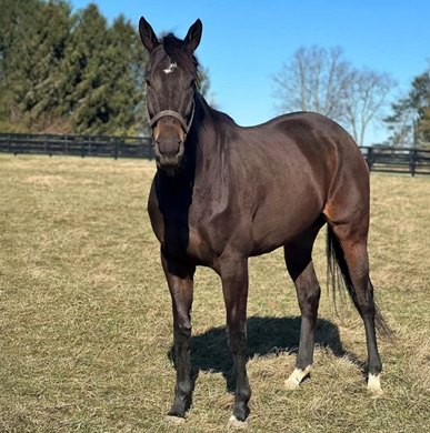 Dorth Vader in December 2024 at Rosegrove Farm