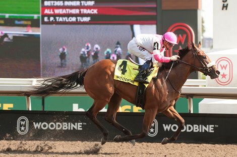 Jockey Rafael Hernandez guides Border Czar to victory in the $125,00 My Dear Stakes for owner/trainer Barbara Minshall. Woodbine/Michael Burns Photo
