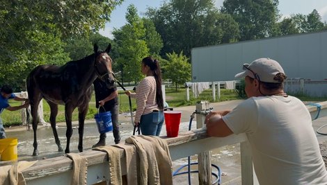 Scottish Lassie receives a bath as trainer and co-owner Jorge Abreu watches