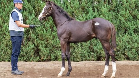 Japan Racing Horse Association Select Sale Weanling Session, Lot 431