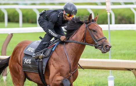 Mo Plex with jockey Manny Franco aboard breezes on the main track at the Saratoga Race Course  Friday July 18, 2025  in Saratoga Springs, N.Y.  Skip Dickstein Photo