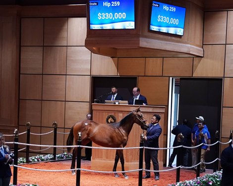 The Cyberknife colt consigned as Hip 259 in the ring