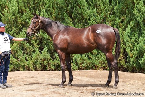 Hip.45; c. br. (Kitasan Black-Mosheen, by Fastnet Rock)