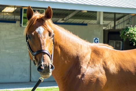Hip 2 colt by Legacy Bloodstock, agent Fasig-Tipton HORA and The July sale for racing age and yearlings at Fasig-Tipton in Lexington, Ky.