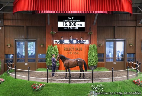 Hip 16; c. b. (Flightline -Selflessly, by More Than Ready)