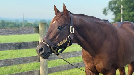Smarty Jones at Equistar Training and Breeding