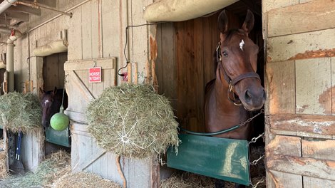 Kilwin (right) and Mackinac stabled side by side at Saratoga Race Course