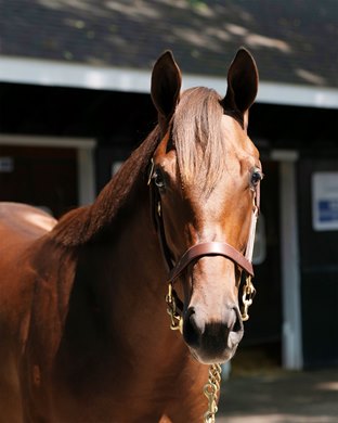 Hip 331, 2025 Fasig-Tipton Saratoga  NY Bred Sale