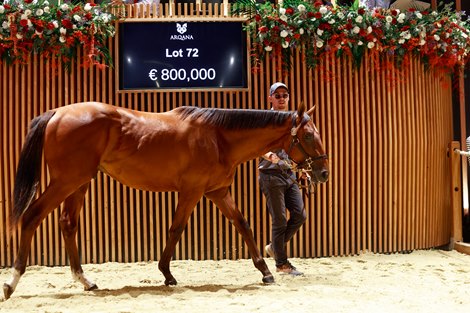 2025 Arqana, The August Sale, Lot 72<br>
Arqana, Deauville, 16/08/2025, photo: Zuzanna Lupa
