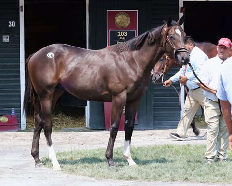 Hip 066, 2025 Fasig-Tipton Saratoga Sale