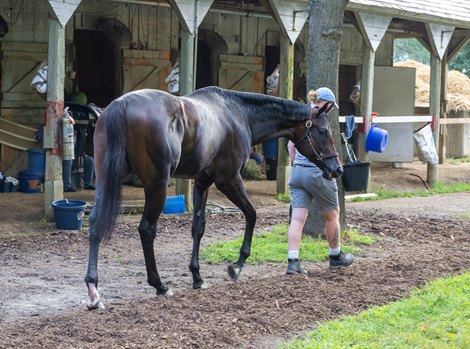 Hero Declared walks at Whit Beckman’s barn on the Oklahoma Training Center Thursday August 14, 2025 in Saratoga Springs, N.Y.  Skip Dickstein Photo