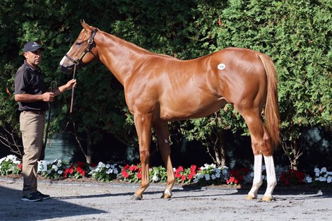 Hip 118, 2025 Fasig-Tipton Saratoga Sale