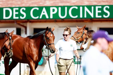 Arqana, Deauville, 15/08/2025, photo: Zuzanna Lupa