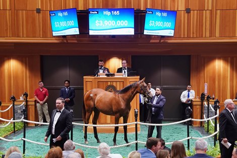 Hip 165, 2025 Fasig-Tipton Saratoga Sale