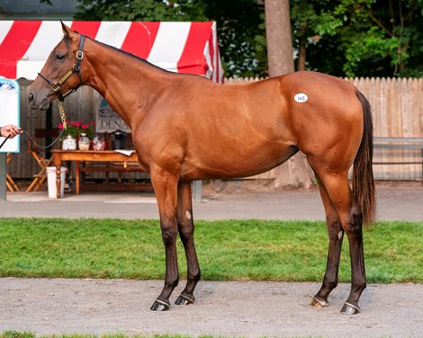 Hip 165, 2025 Fasig-Tipton Saratoga Sale