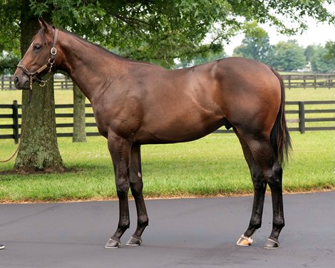 Alekazam, consigned as Hip 36 at The Saratoga Sale, Fasig-Tipton’s Select Yearling Sale