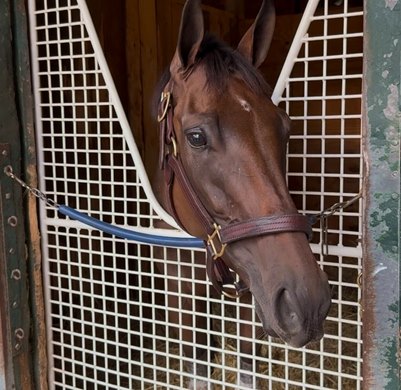 Thorpedo Anna the morning after her Personal Ensign Stakes victory