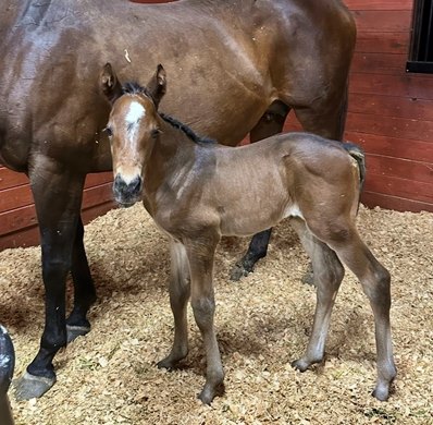 Diciassette as a foal