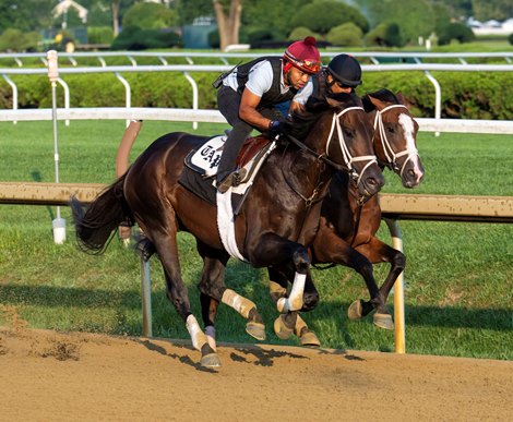 Mindframe, outside  breezed this morning on the main track at the Saratoga Race Course Saturday Aug.9, 2025 in Saratoga Springs, N.Y.   Skip Dickstein Photo