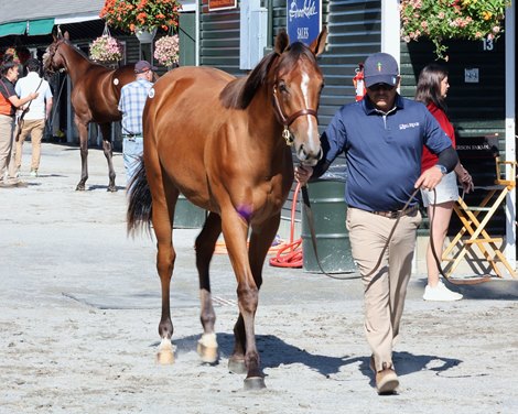 Hip 209, 2025 Fasig-Tipton Saratoga Sale