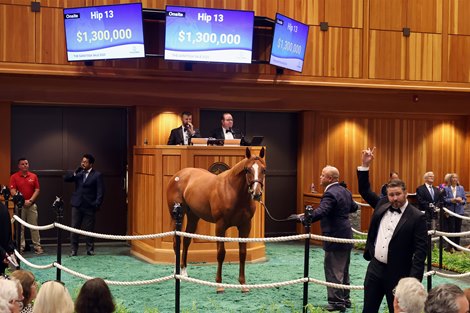 Hip 13, 2025 Fasig-Tipton Saratoga Sale