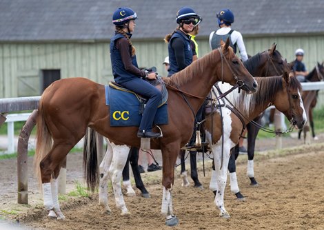 Go Go Boots who is owned by TV personality and Chef Bobby Flay who will compete in the 2025 Saratoga Oaks G2 relaxes before going to the track for exercise on the Oklahoma Training track adjacent to the Saratoga Race Course Thursday Aug.7, 2025 in Saratoga Springs, N.Y.  Skip Dickstein Photo