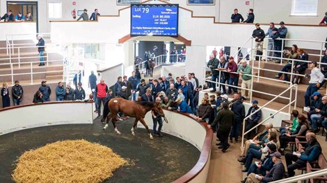 2025 Tattersalls Ireland September Yearling Sale, Lot 79