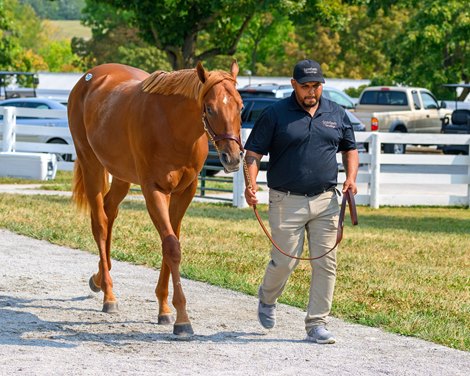 Hip 252, a colt by Gun Runner, consigned by Stonehaven Steadings at Keeneland's September Yearling Sale