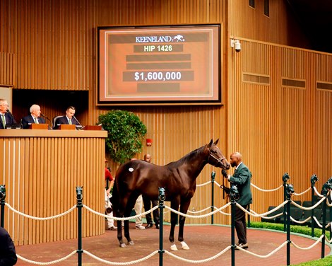 Hip 1426, a colt by Not This Time in the ring