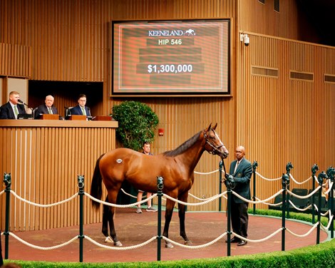 Hip 546, 2025 Keeneland September Yearling Sale