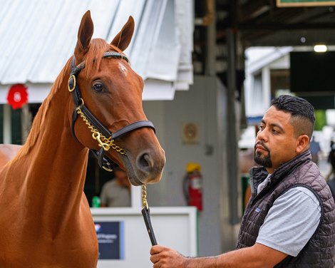 Hip 278 colt by Gun Runner out of Cavorting from Indian Creek, agent for Stonestreet Bred for Brilliance<br>
Keeneland September Yearling Sale at Keeneland in Lexington, Ky., on Sept. 6, 2025.