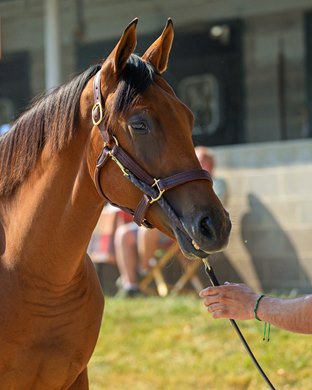 Hip 1442 colt by Corniche out of Bodebabe at Paramount Sales, agent Keeneland September Yearling Sale at Keeneland in Lexington, Ky., on Sept. 11, 2025.