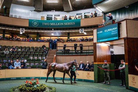 2025 Goffs Orby Book 1, Lot 280<br>
No Nay Never x Muirin 2025 Goffs Orby Book 1, Lot 280<br>
No Nay Never x Muirin