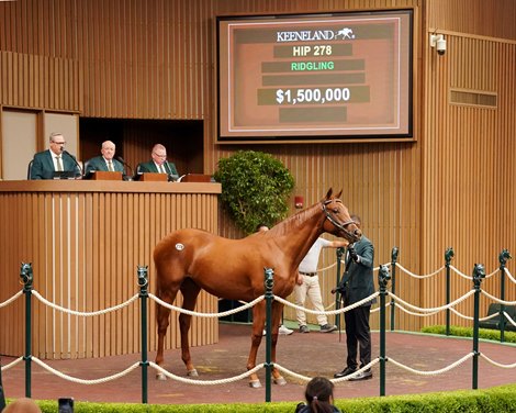 Hip 278, 2025 Keeneland September Yearling Sale