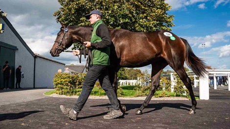 2025 Tattersalls Ireland September Yearling Sale, Lot 120
