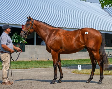 Hip 8 colt by Quality Road out of Lady Aurelia from Indian Creek, agent for Stonestreet Bred for Brilliance<br>
Keeneland September Yearling Sale at Keeneland in Lexington, Ky., on Sept. 5, 2025.