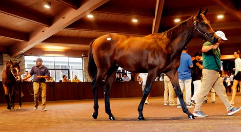 Scenics, 2025 Keeneland September Yearling Sale
