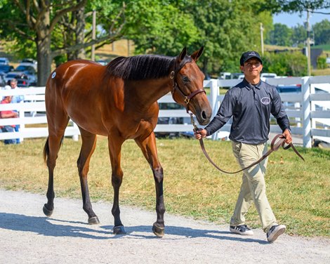 Hip 1547, a filly by Golden Pal out of Headline Hunter, consigned by Zen Equine